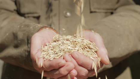 el agricultor inspecciona su cosecha con las manos y sostiene las semillas maduras de avena. si bien la avena es adecuada para el consumo humano como harina de avena y avena enrollada, uno de los usos más comunes es como alimento para el ganado.