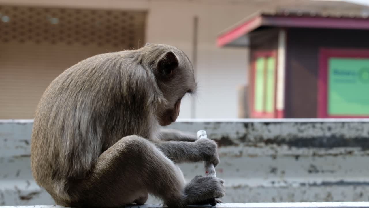 de cerca, mono macaco jugando en las calles de lopburi, tailandia