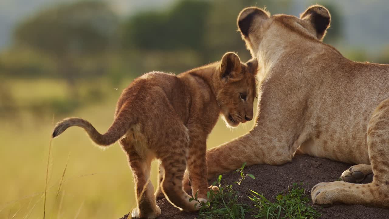 grappige baby dieren, schattige leeuwenkind speelt met leeuwin moeder in afrika in masai mara, kenia, springt op de staart van moeder op afrikaanse wildlife safari, close-up opname van verbazingwekkend dierengedrag