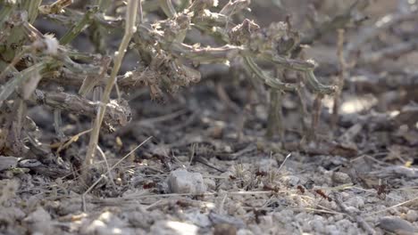 sonoran leafcutter ant colony working under christmas cholla cactus