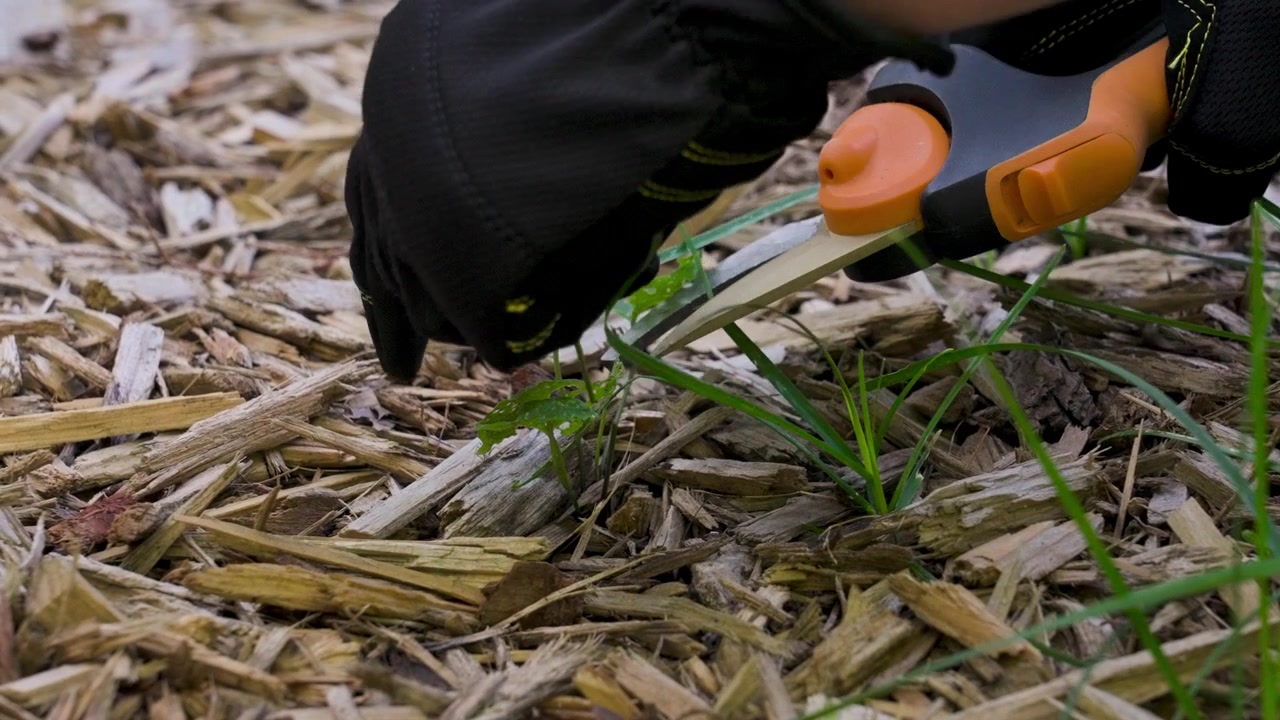 Removing an invasive plant from a local garden.