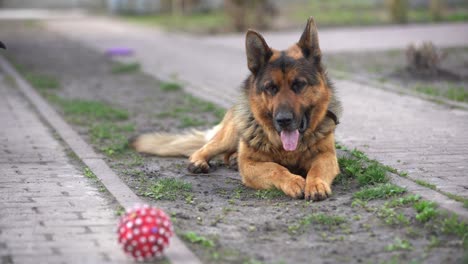 Hermoso-Perro-Pastor-Alemán-Al-Aire-Libre