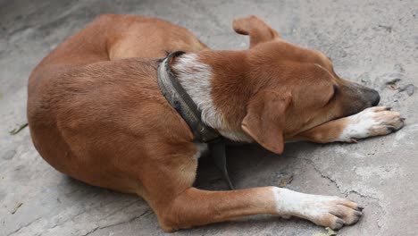 Perro-Durmiendo-Cerca-De-La-Puerta-De-La-Casa