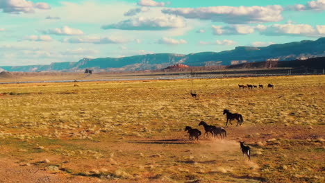 caballos salvajes en arizona: la vista de un dron