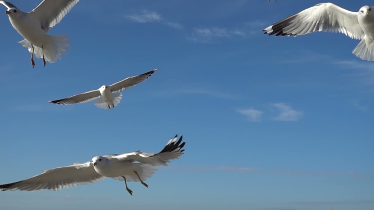 Seagulls in the sky. Slow Motion. Shootings of seagulls