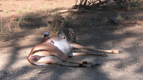 female leopard and her pray, dead antelope on road in african savanna, zoom in