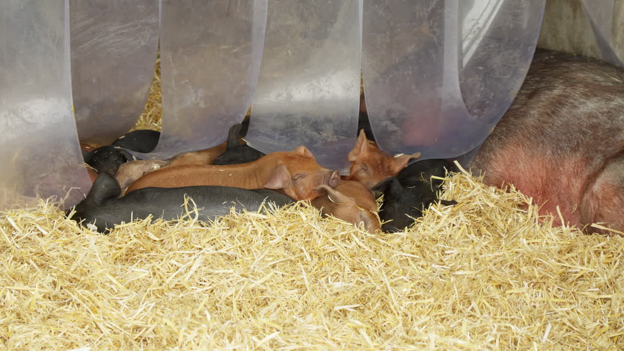 Ferkel ruhen im Stroh mit ihrer Mutter im Stall