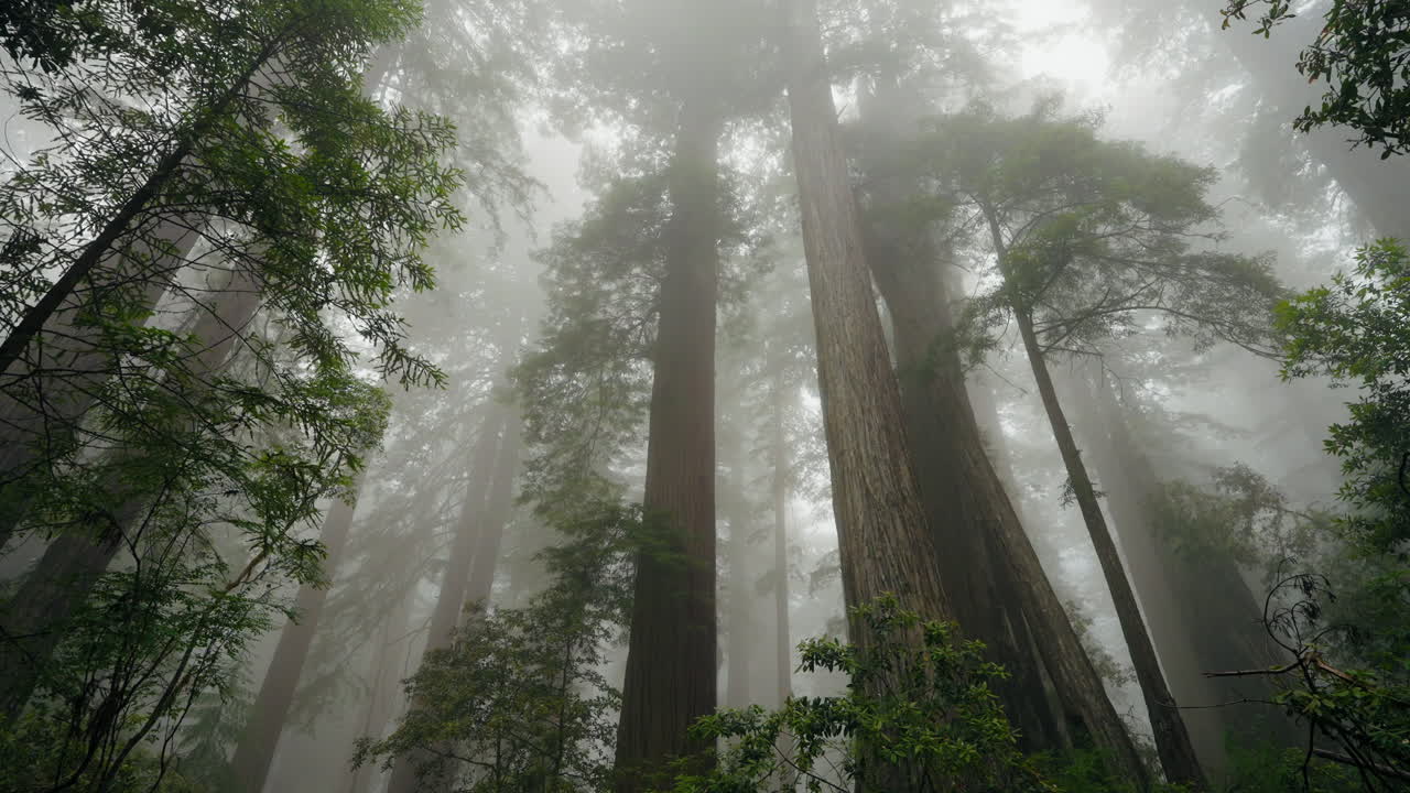 Eerie forest scene as mist descends on the redwood trees