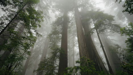 eerie forest scene as mist descends on the redwood trees