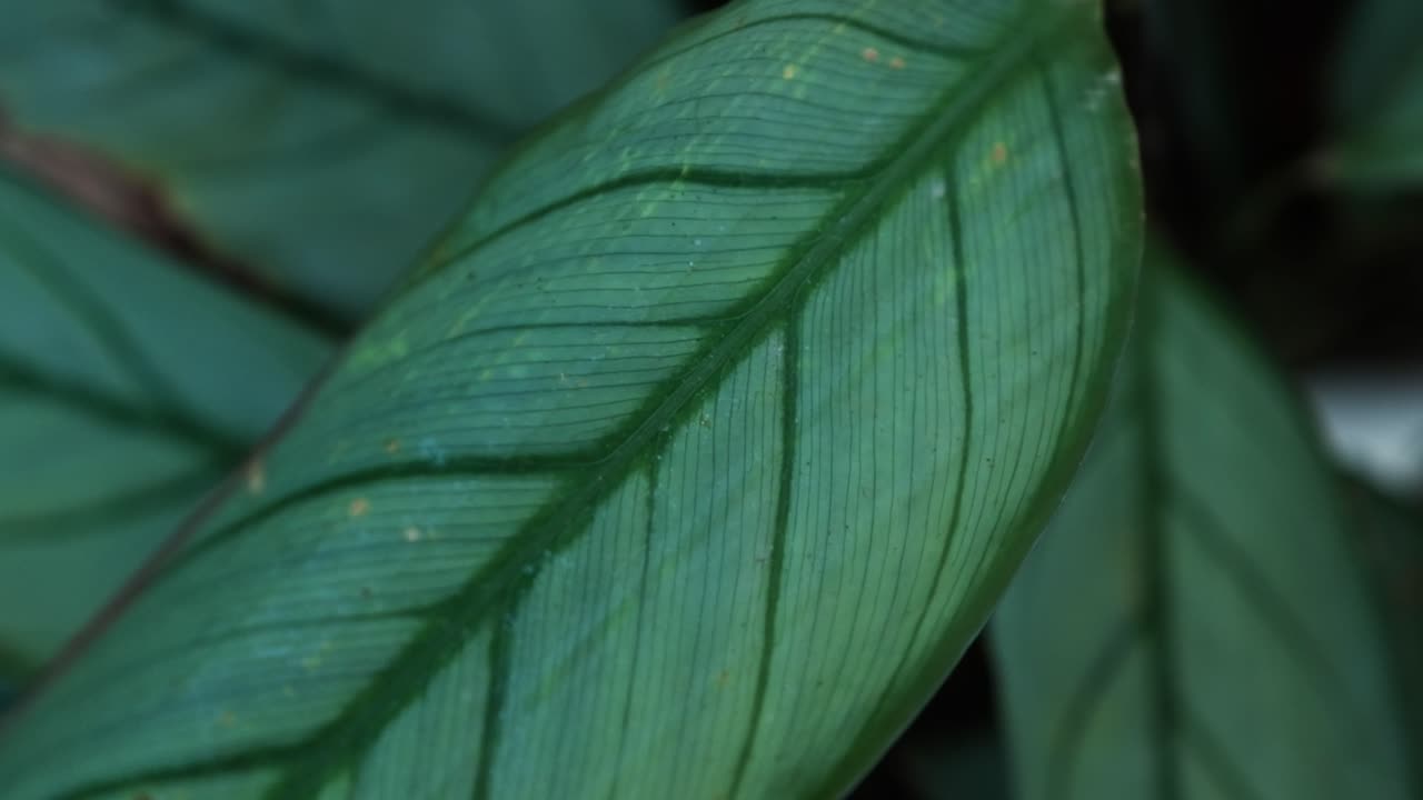 Beautiful, large, tropical leaf with different shades of green
