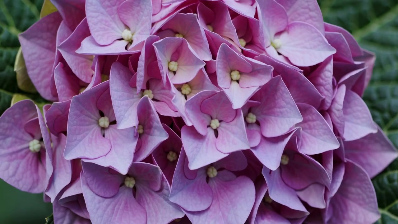 Time Lapse of a Purple Hydrangea Flower Blooming