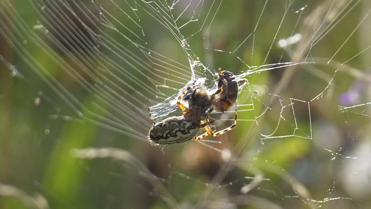 fotografía de cerca de una araña cazando y atrapando a una abeja silvestre en una red al aire libre