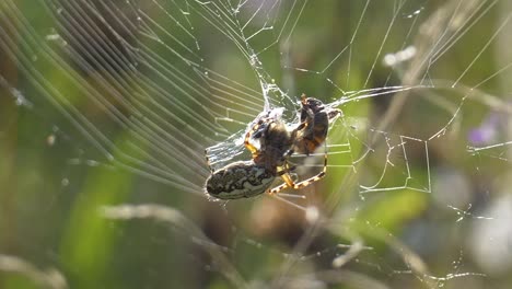 close up shot of spider hunting and catching wild bee in web net outdoors