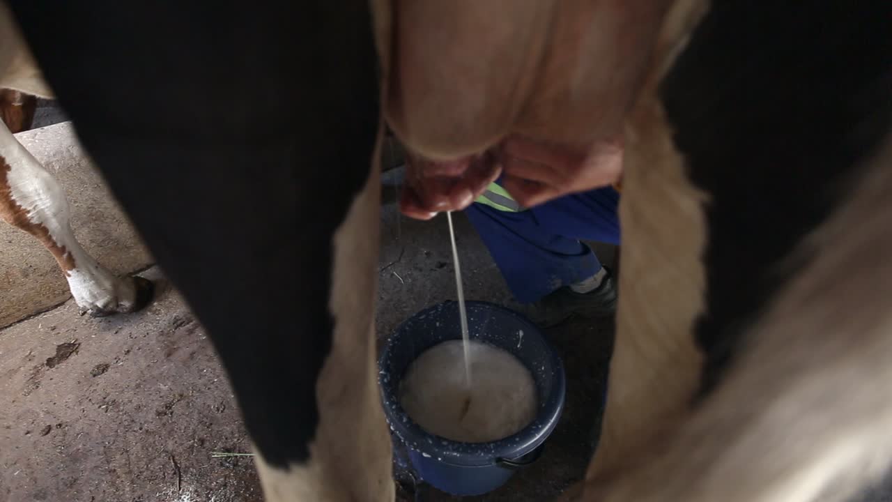 Closeup between legs, farmer fills bucket as he milks a cow on farm