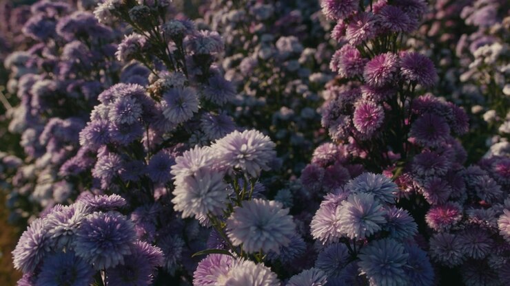 Campo di fiori di astro viola in fiore sotto la luce del sole