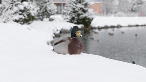 close up of a duck sitting on snow next to a lake on a winter day in st