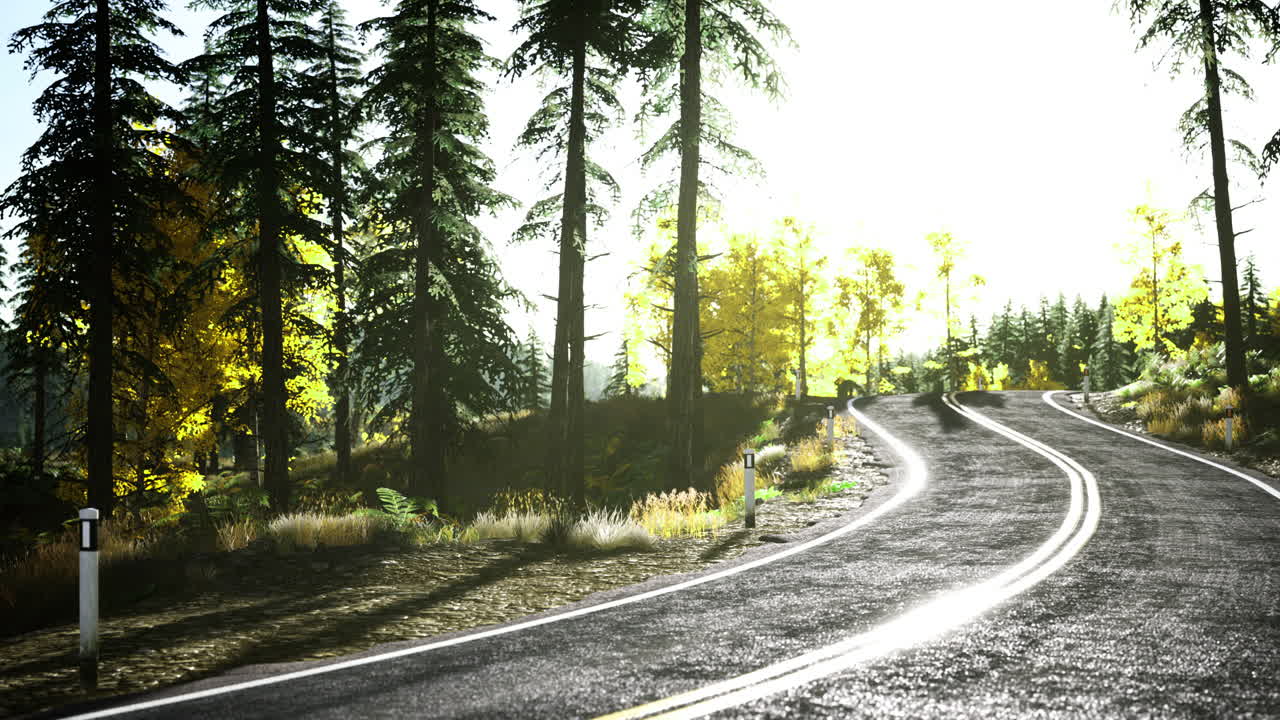 Scenic winding road through lush green forest during sunny daylight