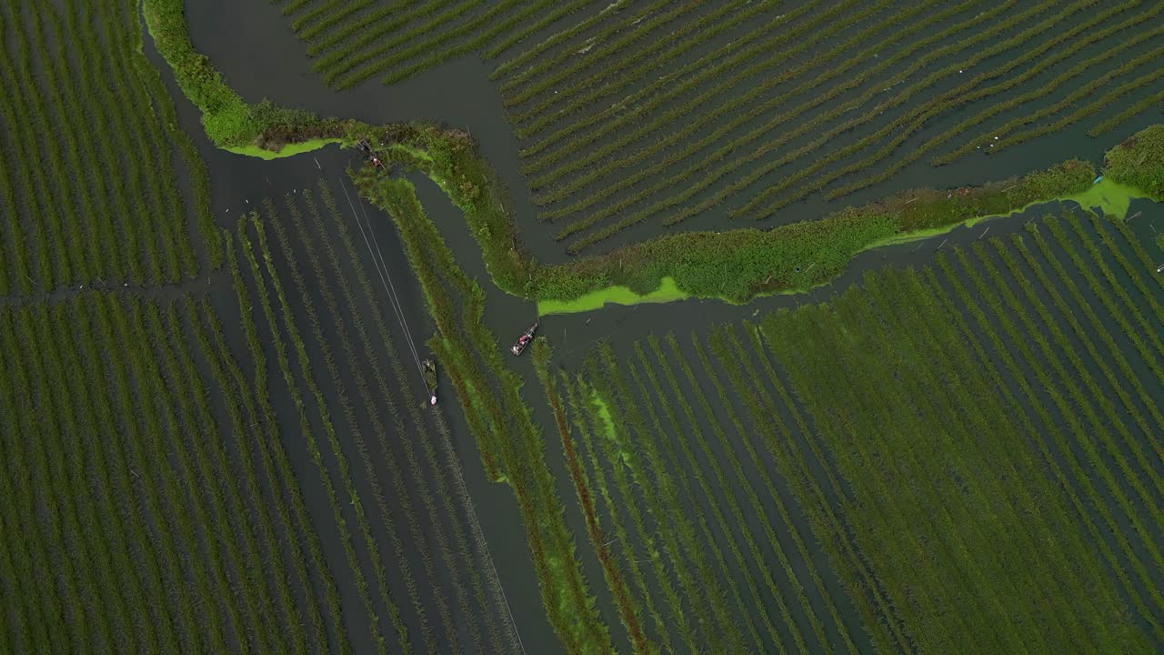 Aerial View of Rice Paddies in Flooded Fields