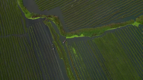 Aerial View of Rice Paddies in Flooded Fields