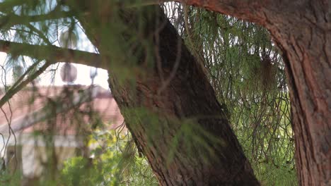 Green-cricket-climb-a-tree-brunch