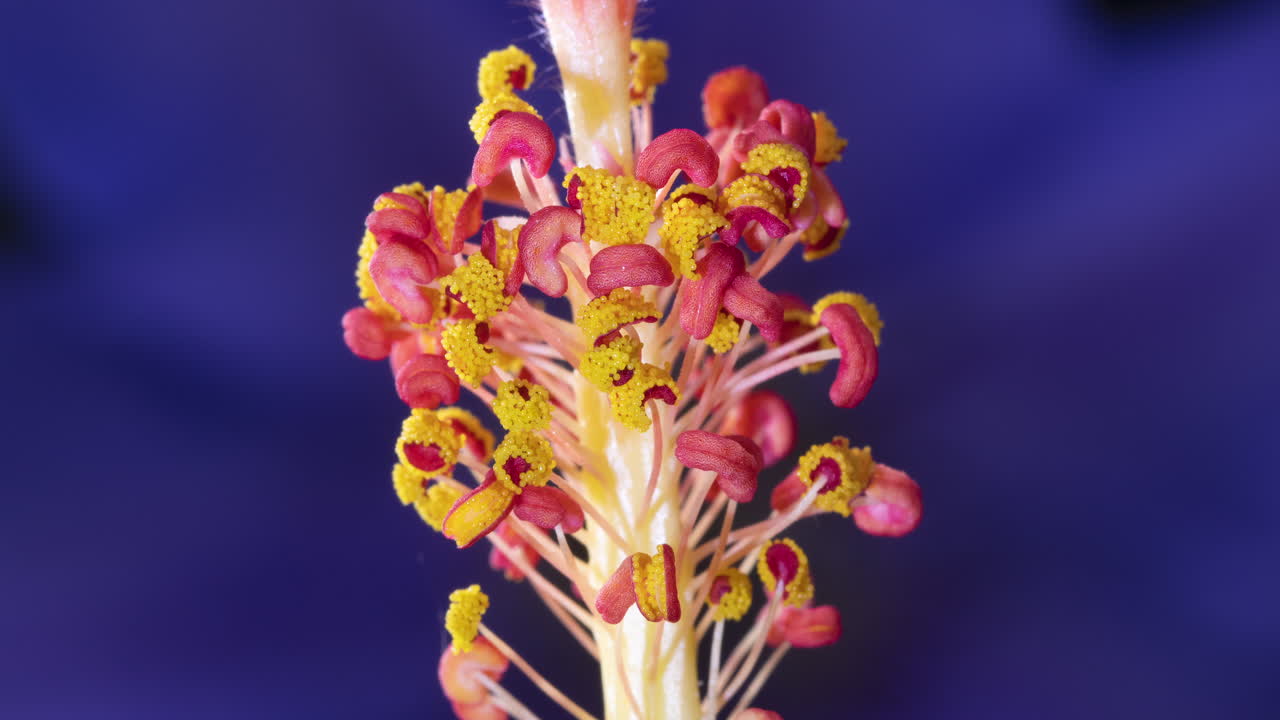 Close-up Macro Shot of a Flower's Reproductive Parts
