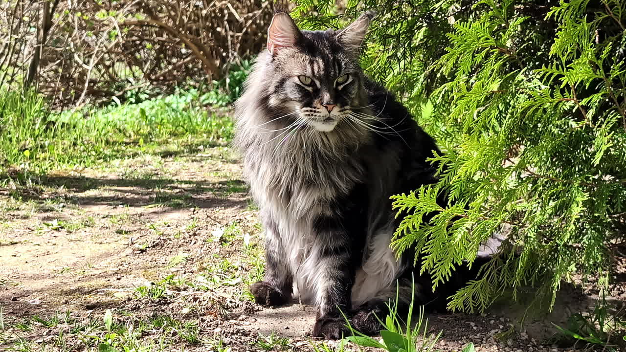 Profile view of cunning Maine Coot cat with hazel eyes and black and grey fur in Cesis, Latvia