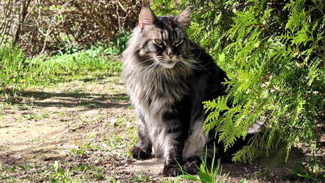 Profile view of cunning Maine Coot cat with hazel eyes and black and grey fur in Cesis, Latvia