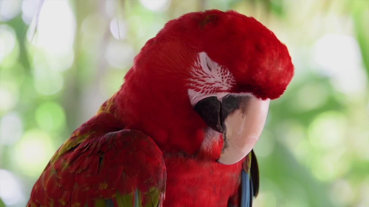 loro colorido en una rama, filipinas