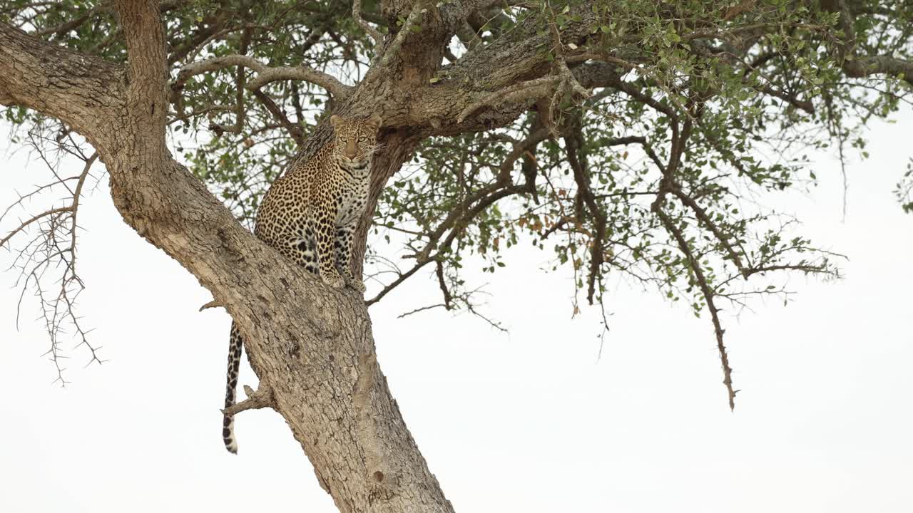 Kenya, Masai Mara'da bir ağaçta oturan ve aşağıdaki ovaları gözlemleyen bir leopar.