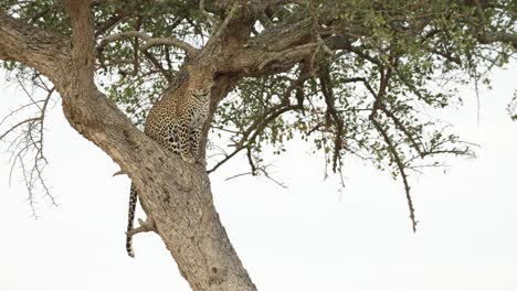 Un-Leopardo-Sentado-En-Un-árbol-Y-Examinando-Las-Llanuras-De-Abajo-En-El-Masai-Mara,-Kenia