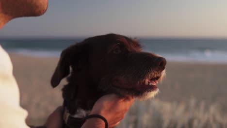 Toma-Panorámica-En-Cámara-Lenta-De-Un-Perro-Mirando-La-Playa-Junto-Con-Su-Dueño-Y-El-Mar-Con-Olas-Tranquilas-En-El-Fondo