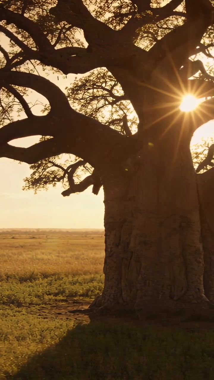 Video verticale: Telecamera che panoramica mostrando un grande baobab nella savana, rivelando il bordo del sole basso, spazio per il testo