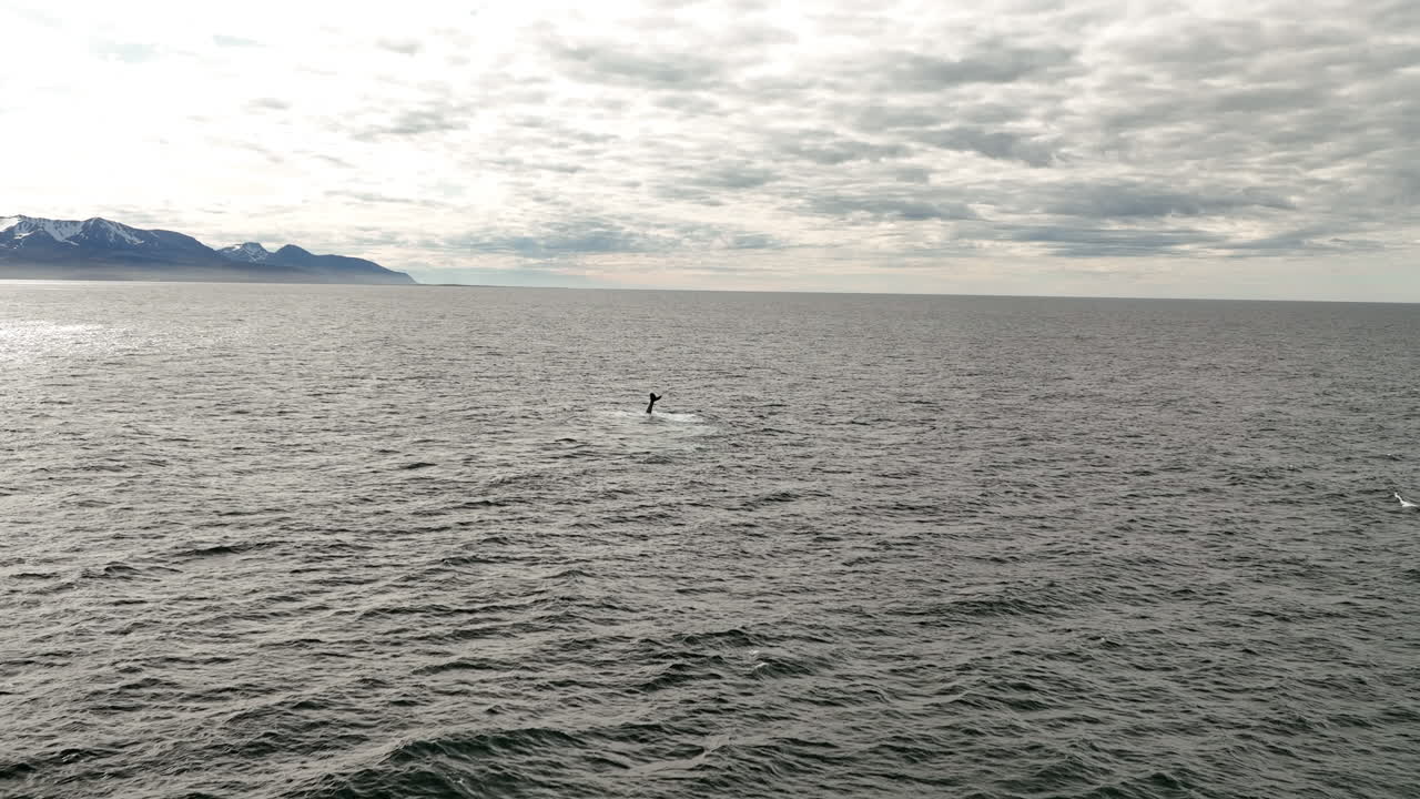 아이슬란드에서 공중 느린 동영상 벌 고래 멀리서 차가운 바다 물