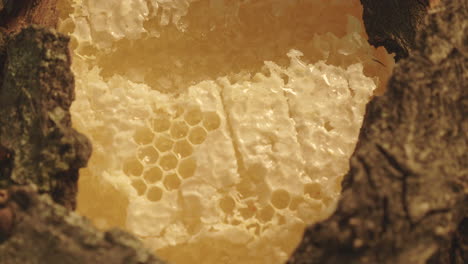 Honeycomb-with-cortex-turn-around-02