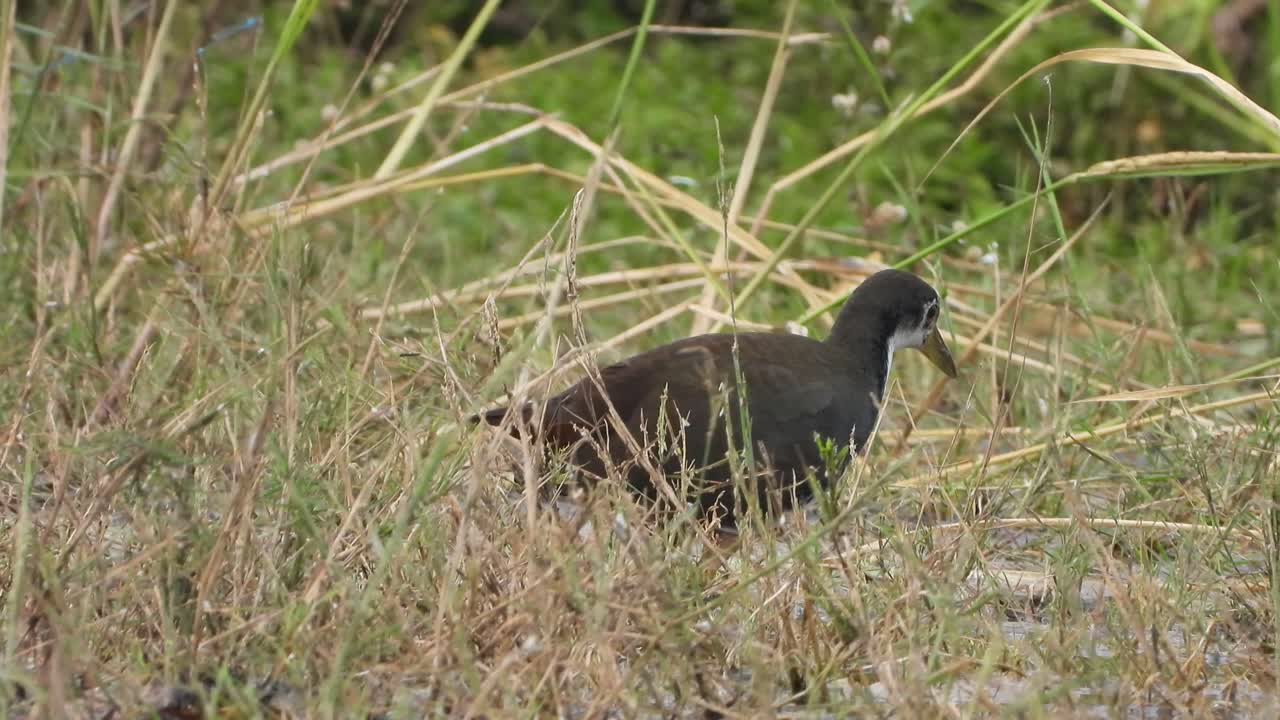 agua de pecho blanco encontrando comida