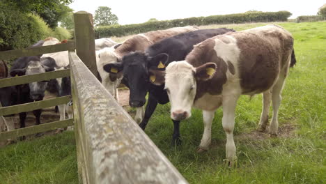 dairy cows behind gate looking into camera - jerking suddenly in slow motion whilst dollying out