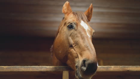 bay horse with white spot on head looks out of wooden stall