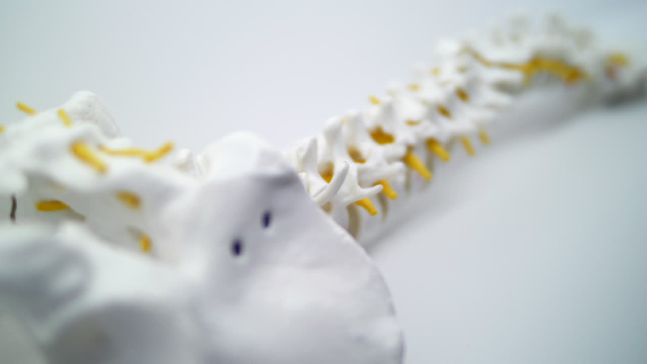 교육 목적으로 사용되는 인간 척추의 모델