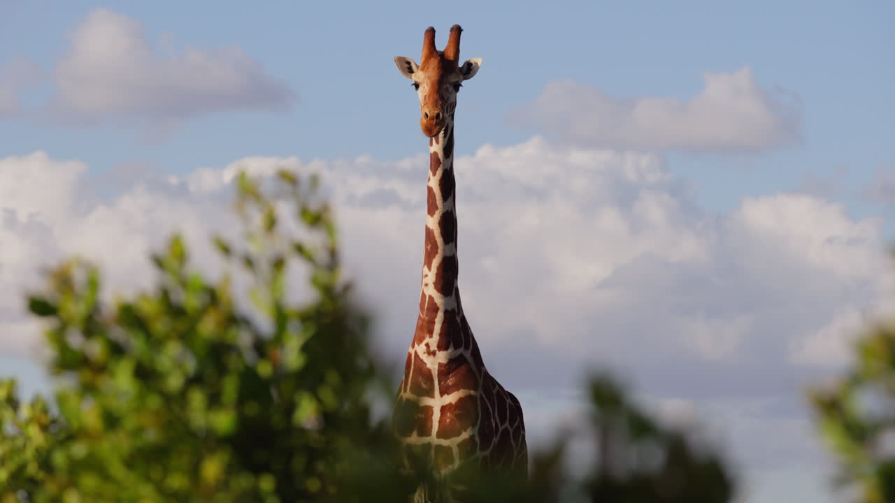 Giraffa reticolata solitaria in piedi in una mattinata nuvolosa