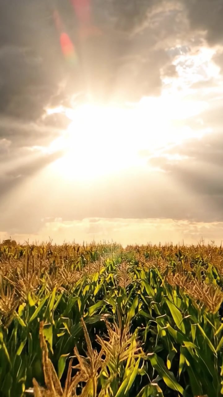 A Breathtaking View of Cornfields Under Dazzling Sunbeams, Illuminating the Sky and Creating a Majestic Atmosphere, Perfect for Capturing the Essence of Nature's Beauty