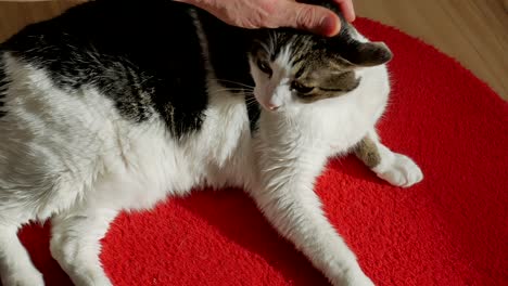 male pamper his cat with hand