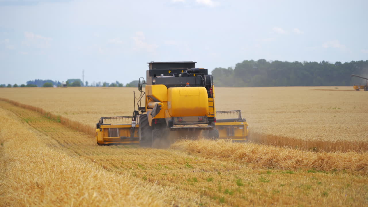 Combine harvesting a ripe field. New combine harvester working on a wheat field. Yellow harvester machine collecting the ears of wheat. Yellow field with crop. Back view.