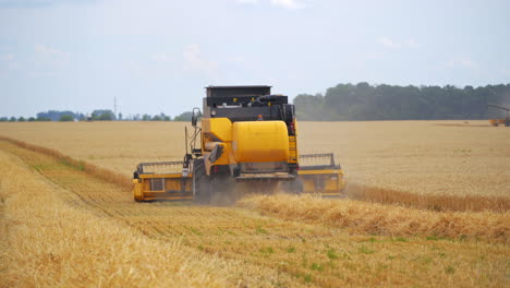 combine harvesting a ripe field. new combine harvester working on a wheat field. yellow harvester machine collecting the ears of wheat. yellow field with crop. back view.