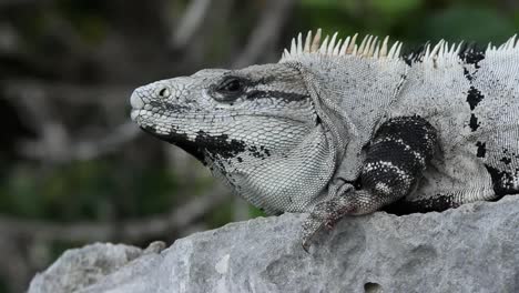 iguana 20