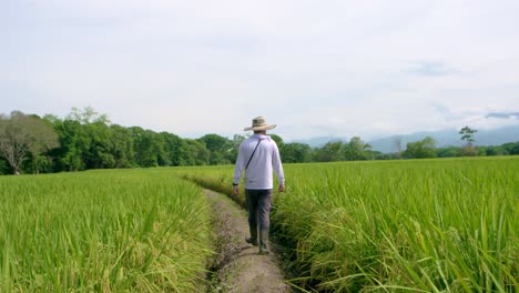 Granjero-Caminando-Por-Un-Campo-De-Arroz-En-América-Del-Sur