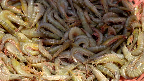 fresh shrimps washing and sorting