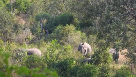 Wild-elephants-strolling-and-grazing-in-a-healthy-forest-full-of-brush-and-green-trees