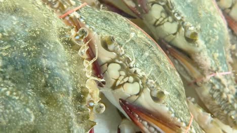 close-up view of crabs in pattaya, thailand