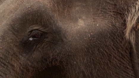 detailed-closeup-of-a-Thai-elephant’s-head-and-eye,-SLOW-MOTION