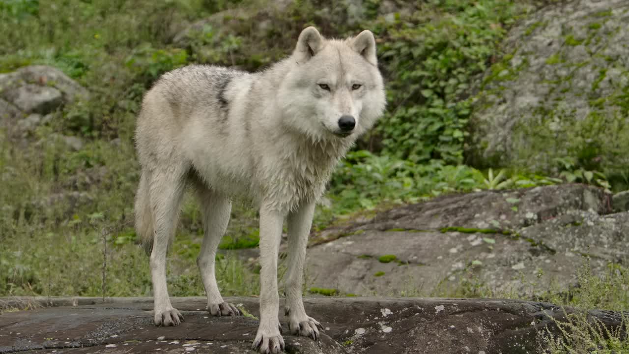 lobo ártico de pie como un alfa en la roca